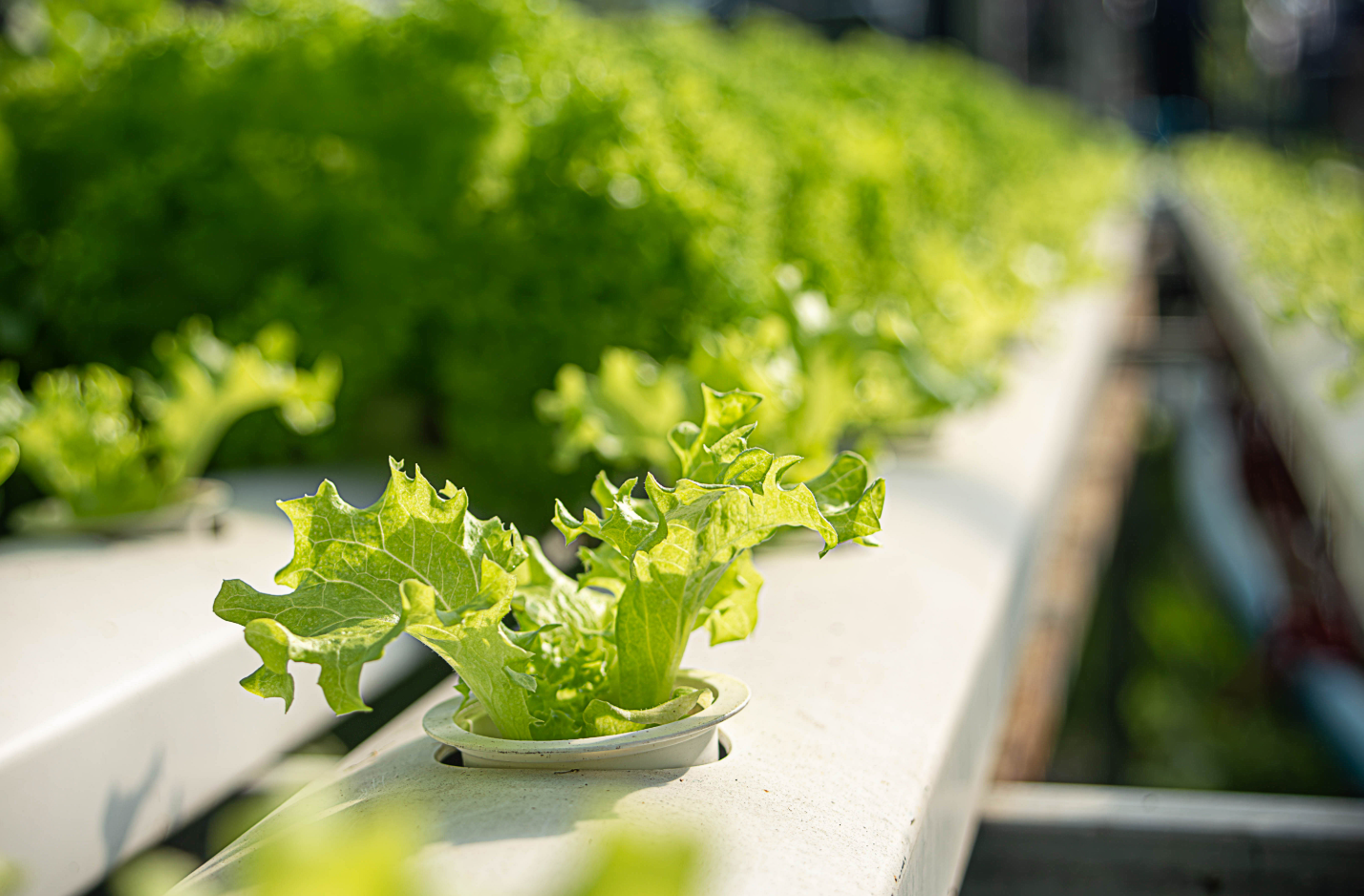 Lettuce vs Tomato Hydroponics: pH, Light & Fertilizer Requirements