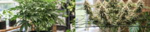 nosoilgardening.com