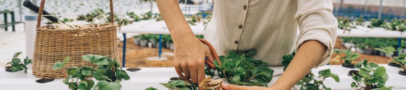 nosoilgardening.com