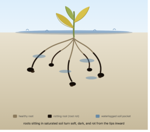 nosoilgardening.com