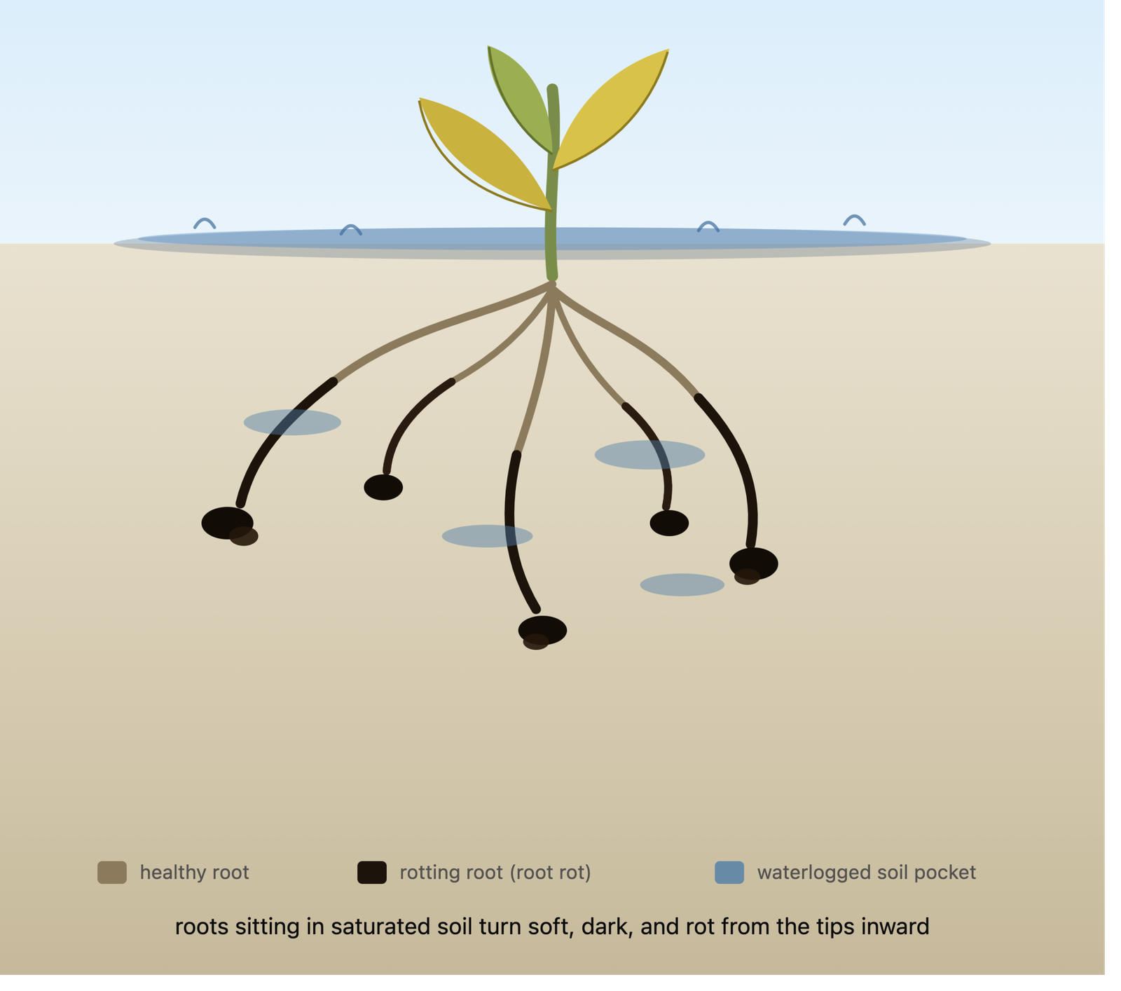 nosoilgardening.com