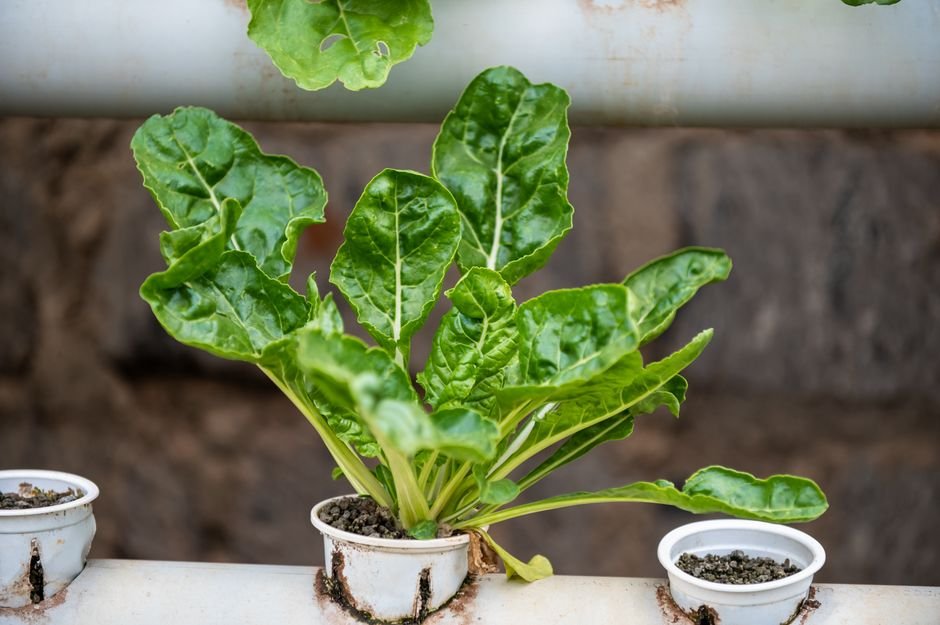 Fresh basil and lettuce growing in a simple hydroponic setup