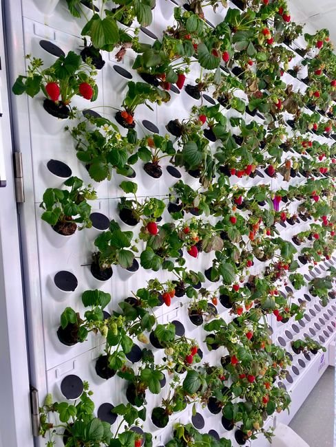 A vertical hydroponic garden tower full of leafy greens