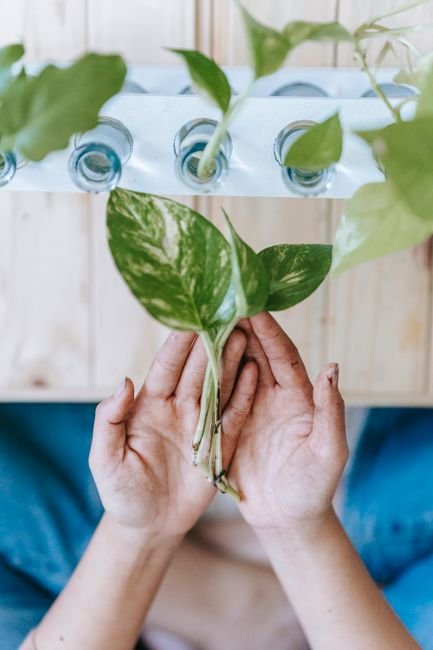 Healthy white hydroponic roots