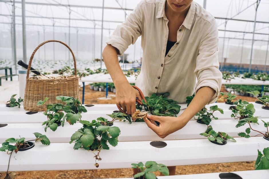 Hydroponic lettuce growing in a clean, soil-free system